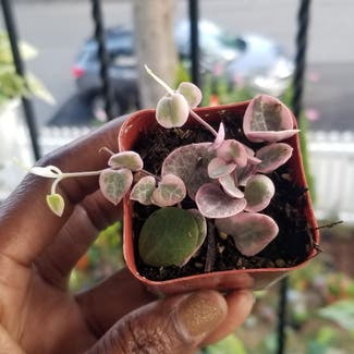 variegated string of hearts plant in Yonkers, New York