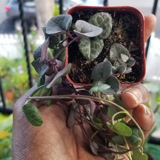 String of Hearts plant in Yonkers, New York