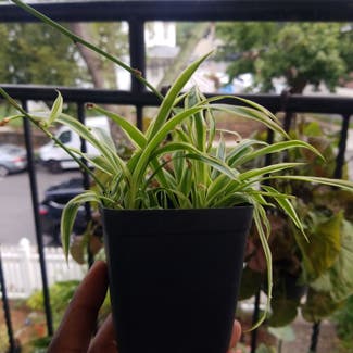 Spider Plant plant in Yonkers, New York