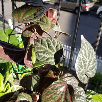 Red Betel plant in Yonkers, New York