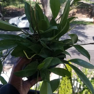 Hoya pubicalyx 'Splash' plant in Yonkers, New York