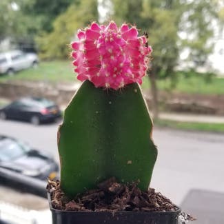 Moon Cactus plant in Yonkers, New York