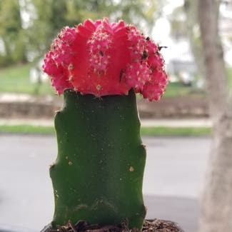 Moon Cactus plant in Yonkers, New York