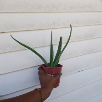 Aloe Vera plant in Yonkers, New York