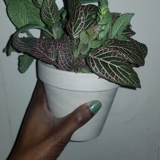 Pink Veined Nerve Plant plant in Yonkers, New York
