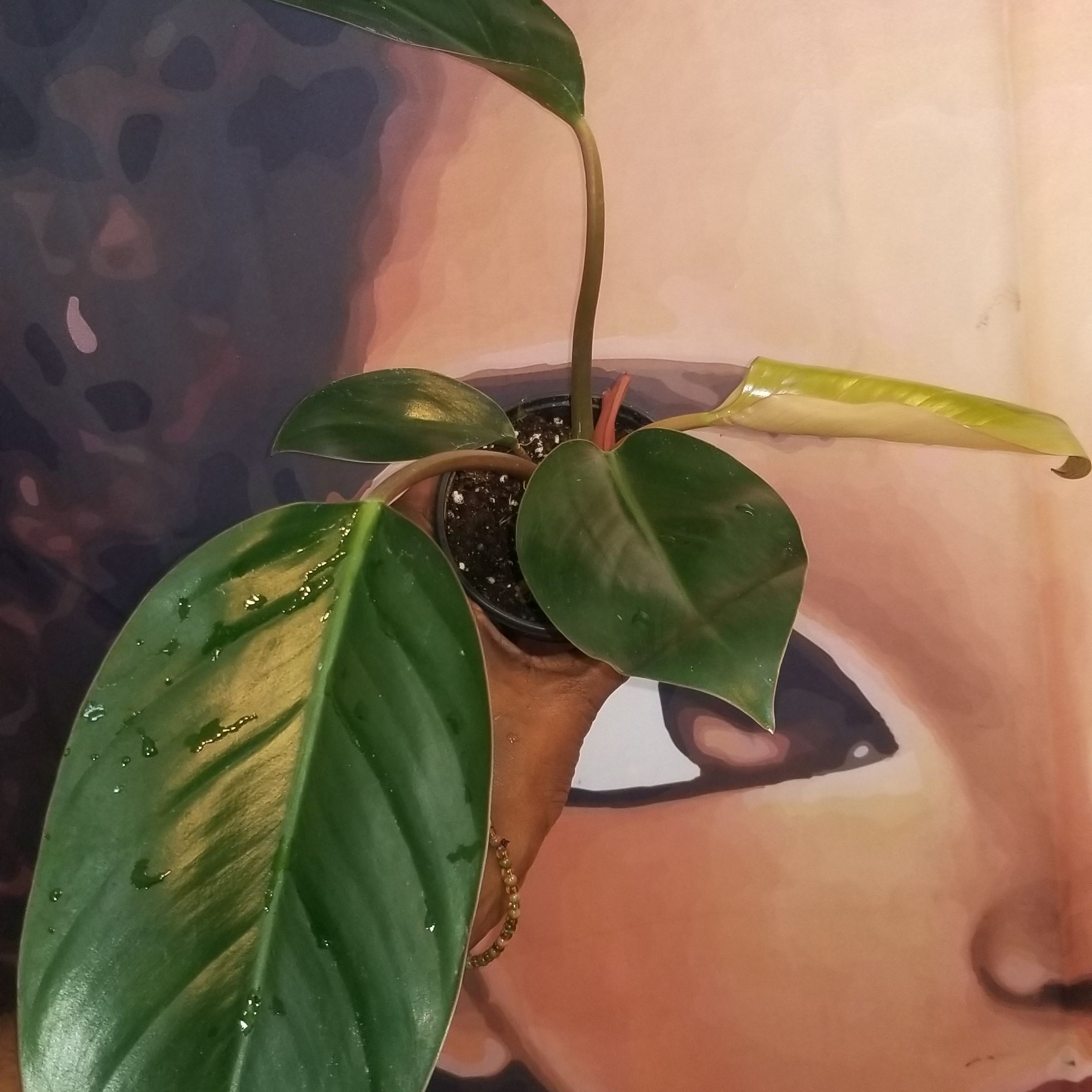 Philodendron 'Black Cardinal' plant with yellowing and browning leaves, potted with visible soil.