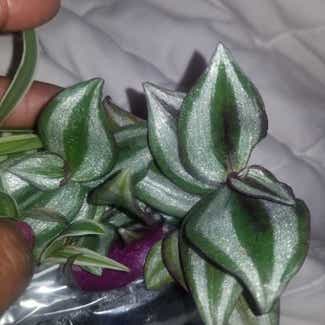 Tradescantia Zebrina plant in Yonkers, New York