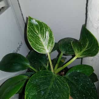 Philodendron Birkin plant in Yonkers, New York