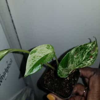 Marble Queen Pothos plant in Yonkers, New York