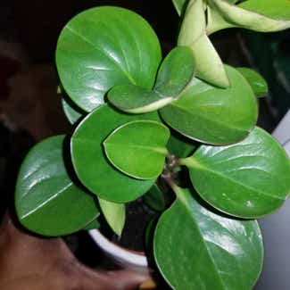 Baby Rubber Plant plant in Yonkers, New York