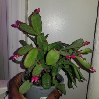 Pink Ice Easter Cactus plant in Yonkers, New York