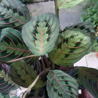 Red Prayer Plant plant in Yonkers, New York