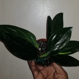 Scindapsus treubii 'Dark Form' plant in Yonkers, New York