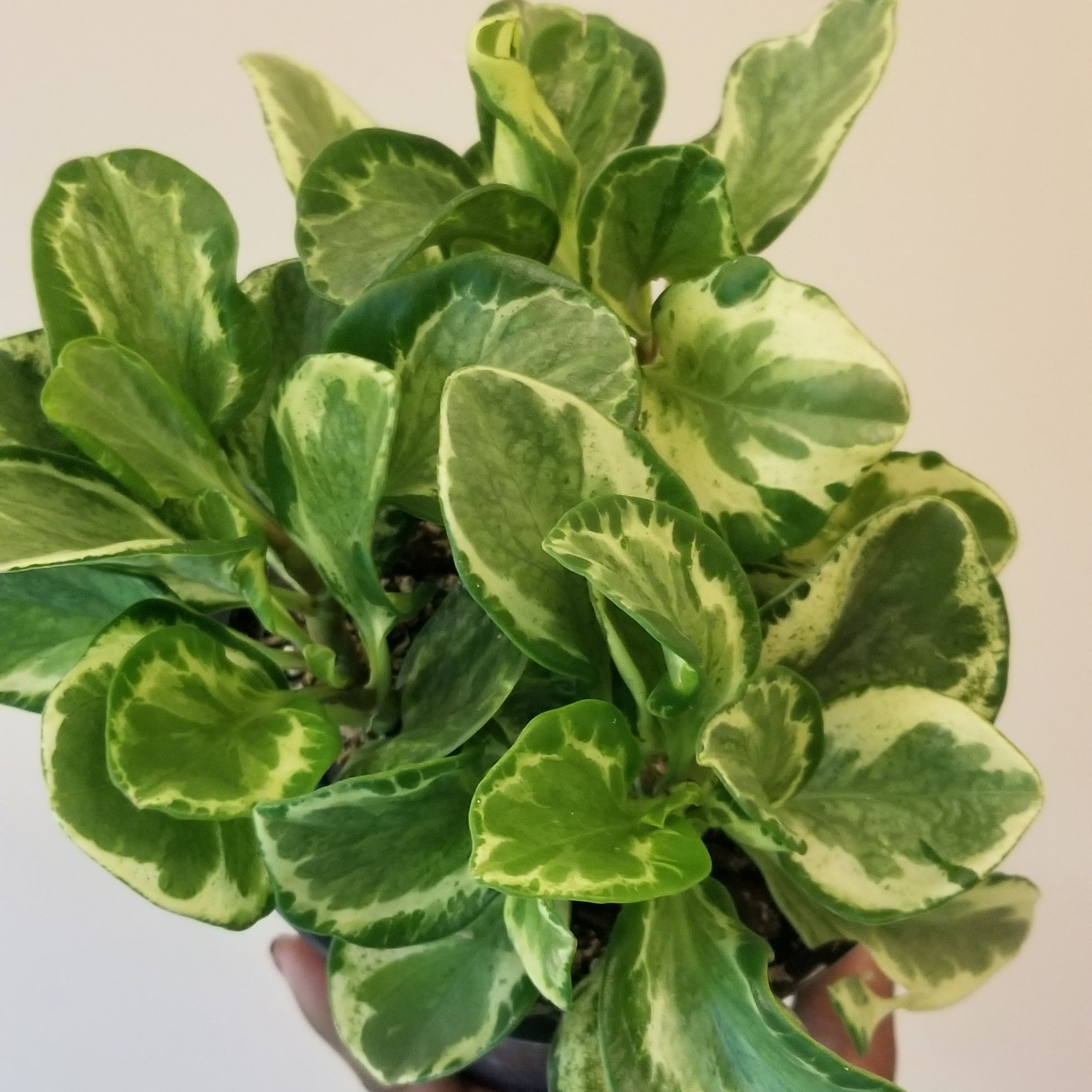 Golden Gate Peperomia plant with variegated green and yellow leaves, held by a hand.