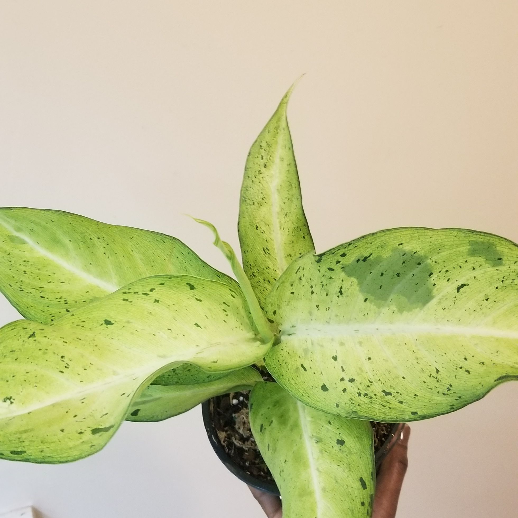 Dieffenbachia 'Camouflage' plant with large, variegated leaves, held by a hand.