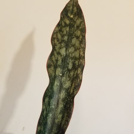 Photo of the plant species Copperstone Snake Plant by Manylime named Mr Hanky on Greg, the plant care app