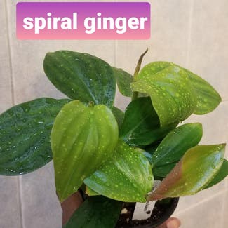 spiral ginger plant in Yonkers, New York