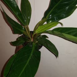 Philodendron Golden Melinonii plant