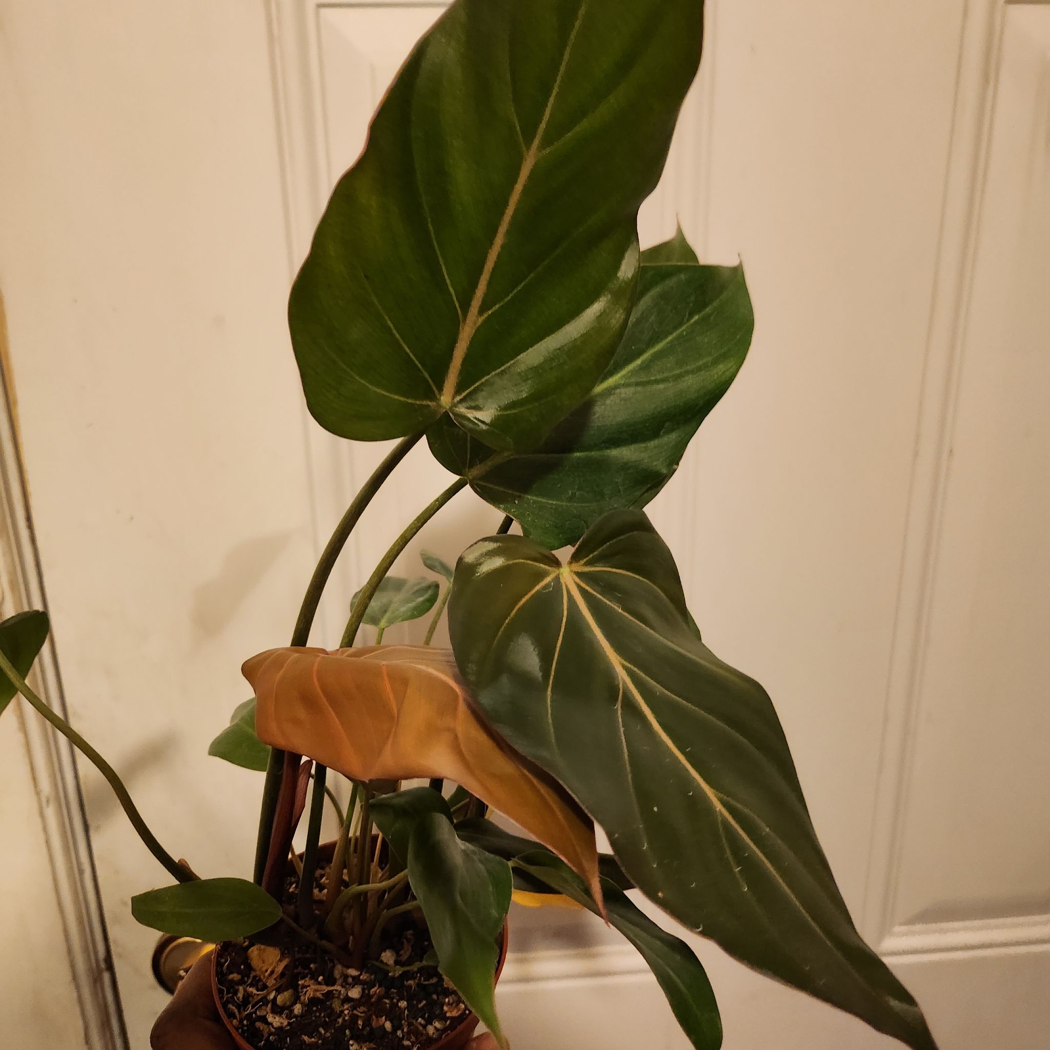 Philodendron 'Summer Glory' plant with large green leaves and some yellowing and browning.