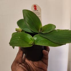 Tradescantia Zebrina plant