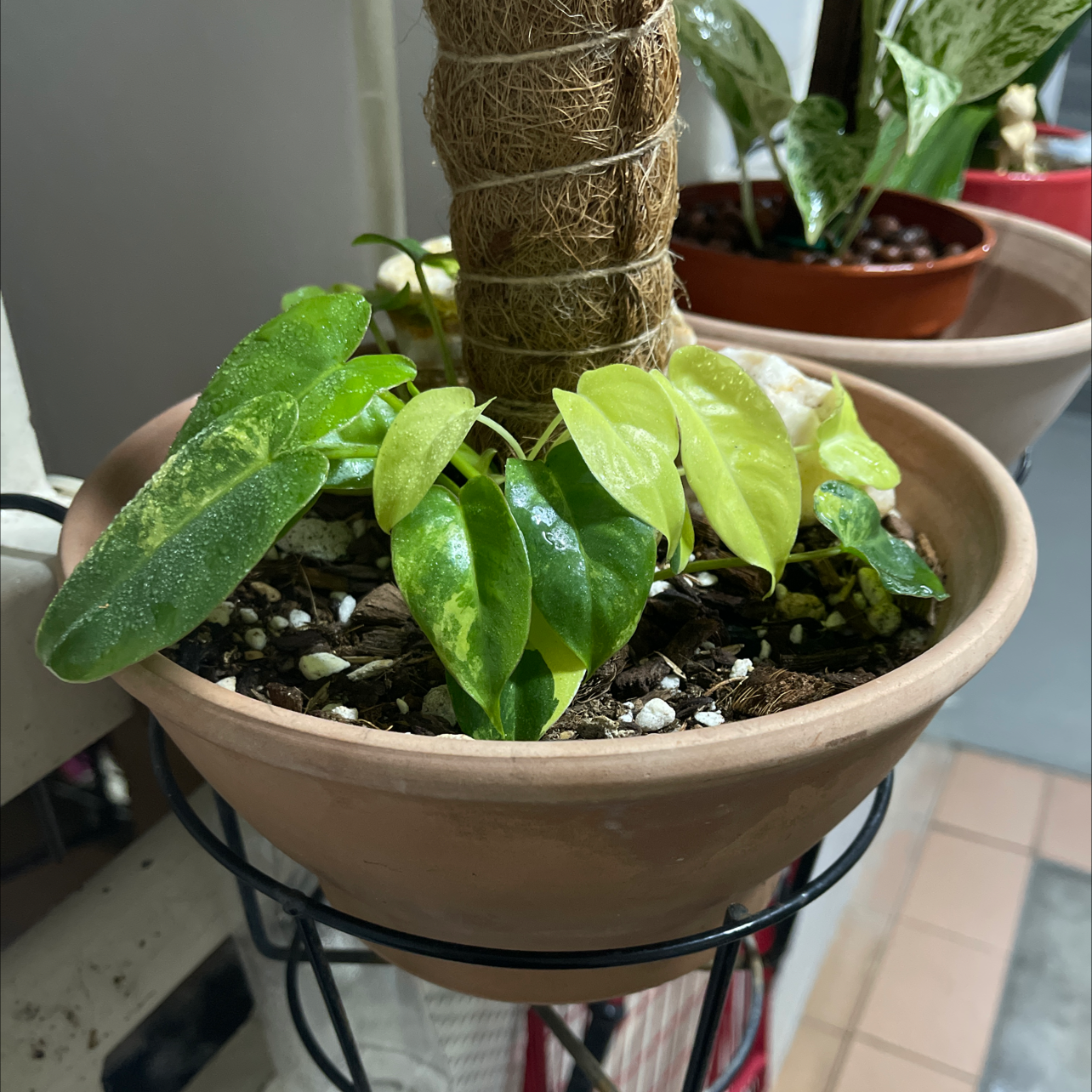 Potted Burle Marx Variegata plant with variegated leaves and visible soil.