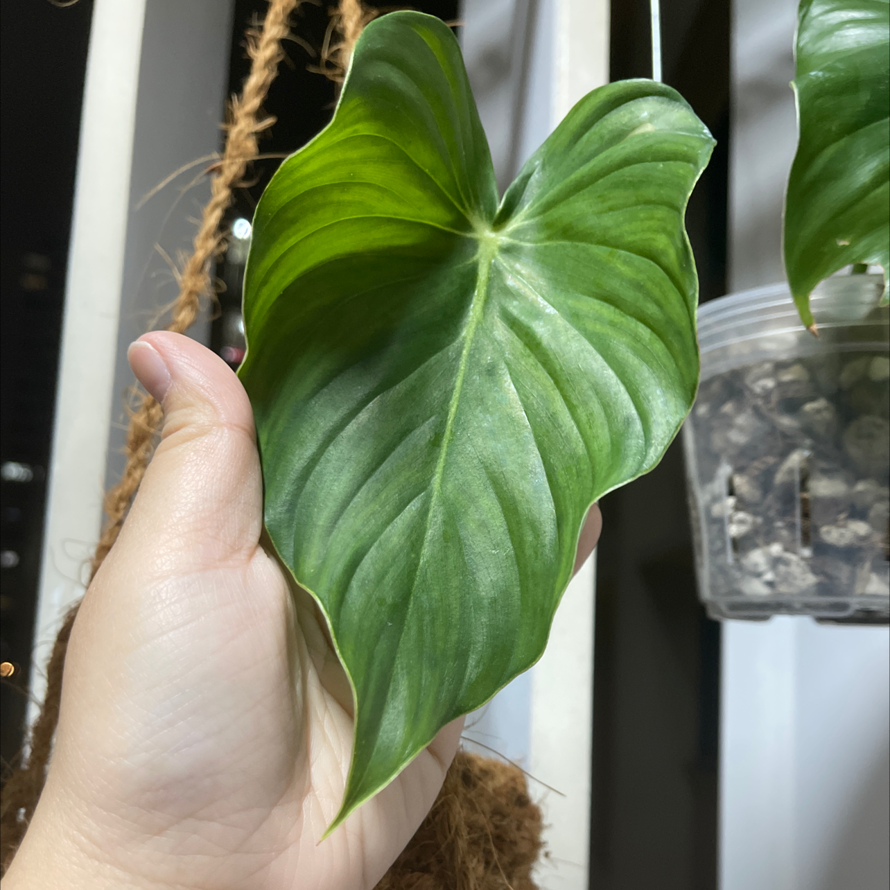 A healthy Philodendron Pastazanum leaf being held by a hand, with visible soil in the background.