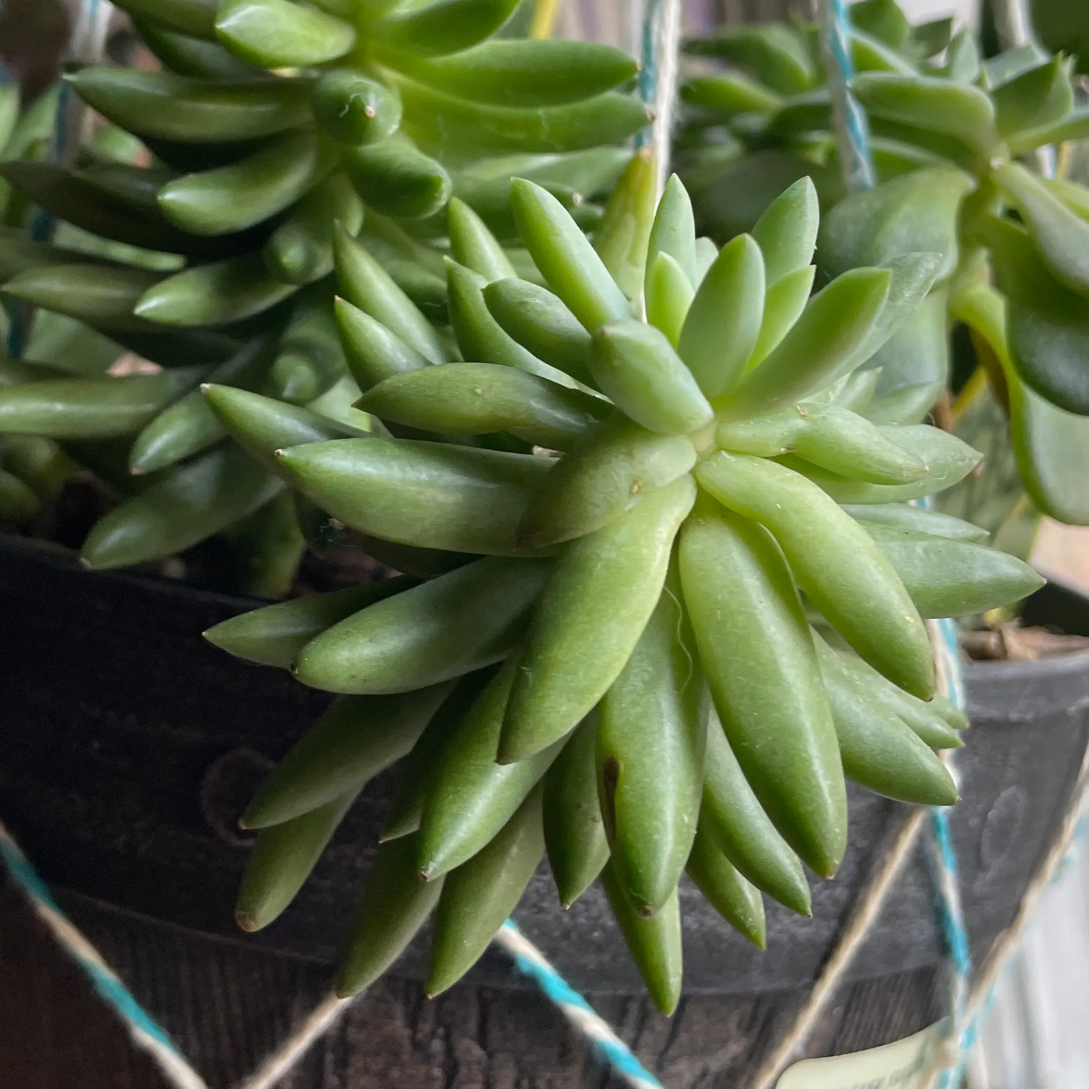 Close-up of a healthy Pale Stonecrop succulent with thick, fleshy leaves.