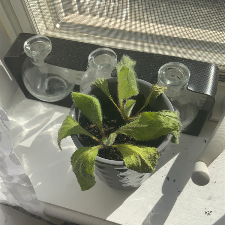 Photo of the plant species Virginia Plantain by Victoria named Sherlock on Greg, the plant care app