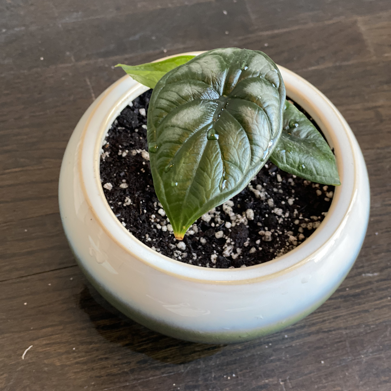 Young Alocasia 'Dragon Scale' plant in a small pot with visible soil.