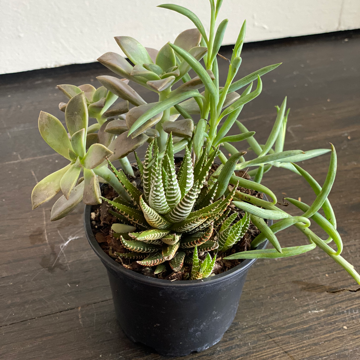 Potted succulent plant with multiple stems and leaves, showing some discoloration.