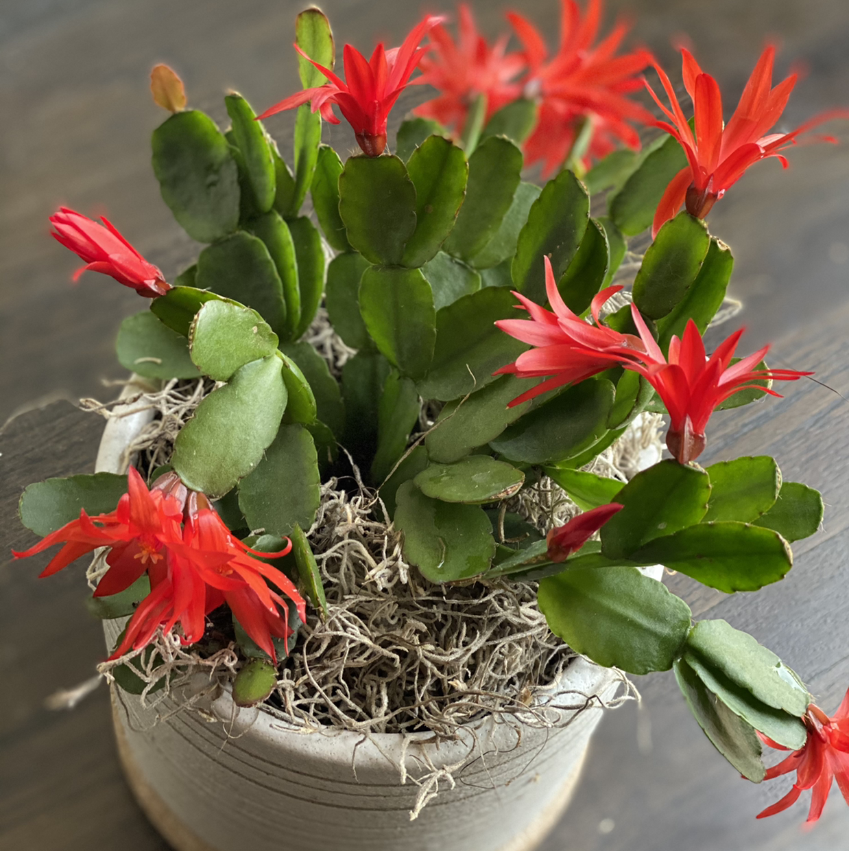 Photo of the plant species Easter Cactus by @Chas.fraz named Doja Cat on Greg, the plant care app