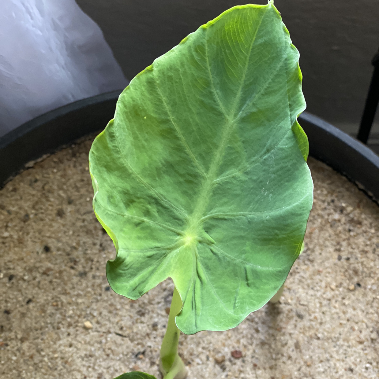 Jewel Alocasia plant with one prominent leaf and visible soil.