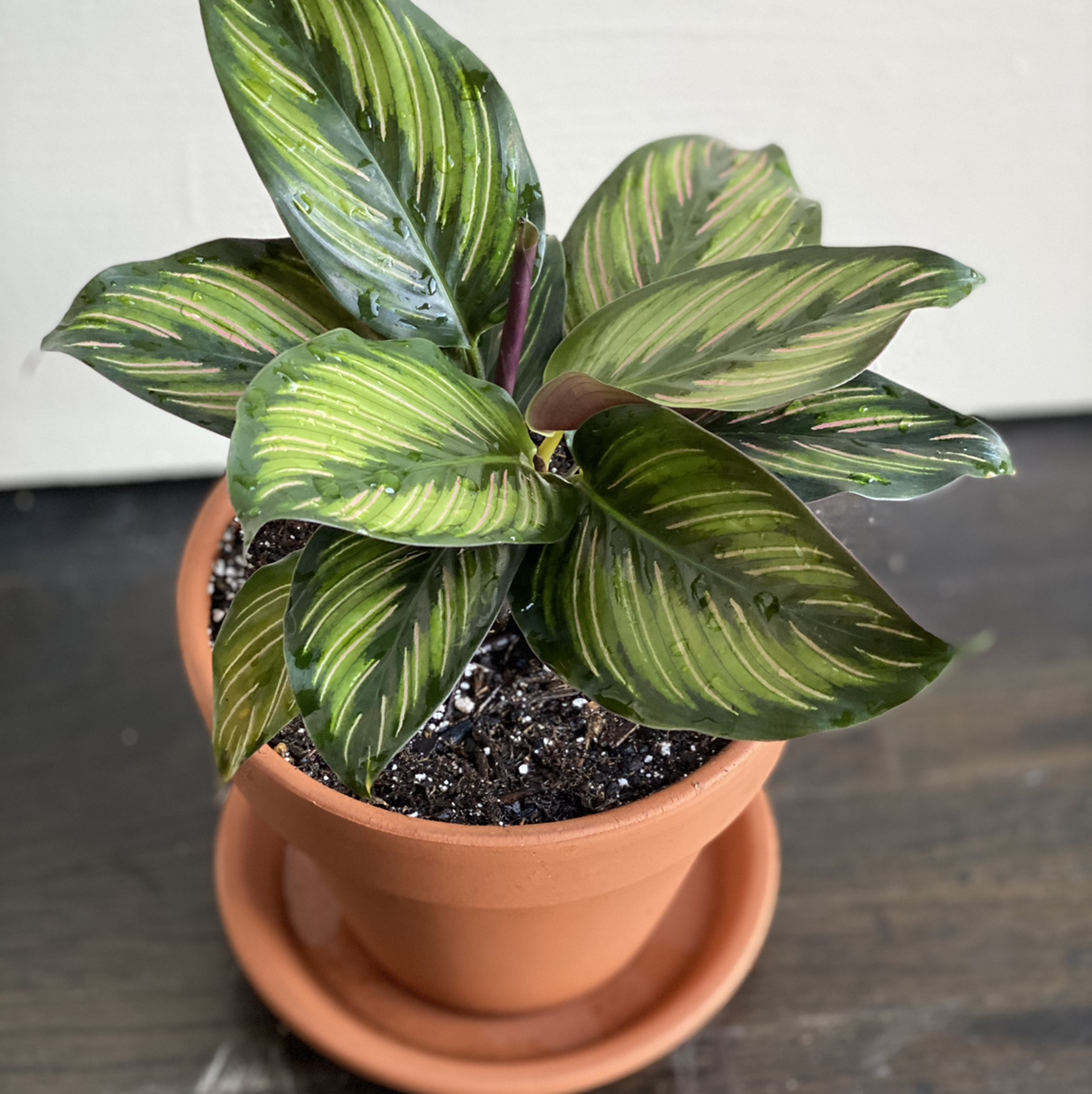Calathea 'Beauty Star' plant in a terracotta pot with distinctive green and yellow striped leaves.
