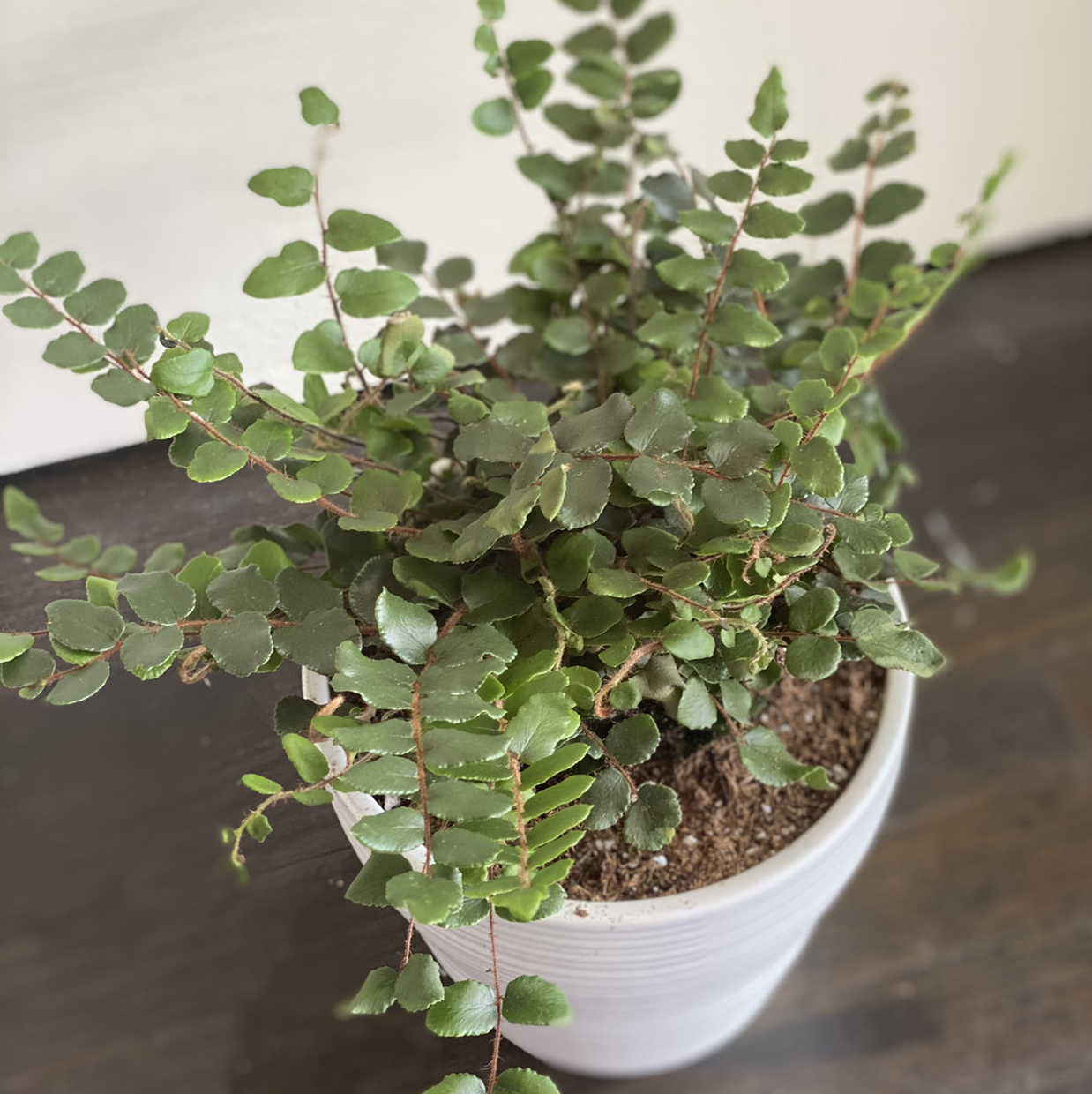 Pellaea rotundifolia plant in a white pot with visible soil, healthy green leaves.