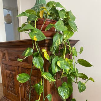 Golden Pothos plant in Costa Teguise, Canarias