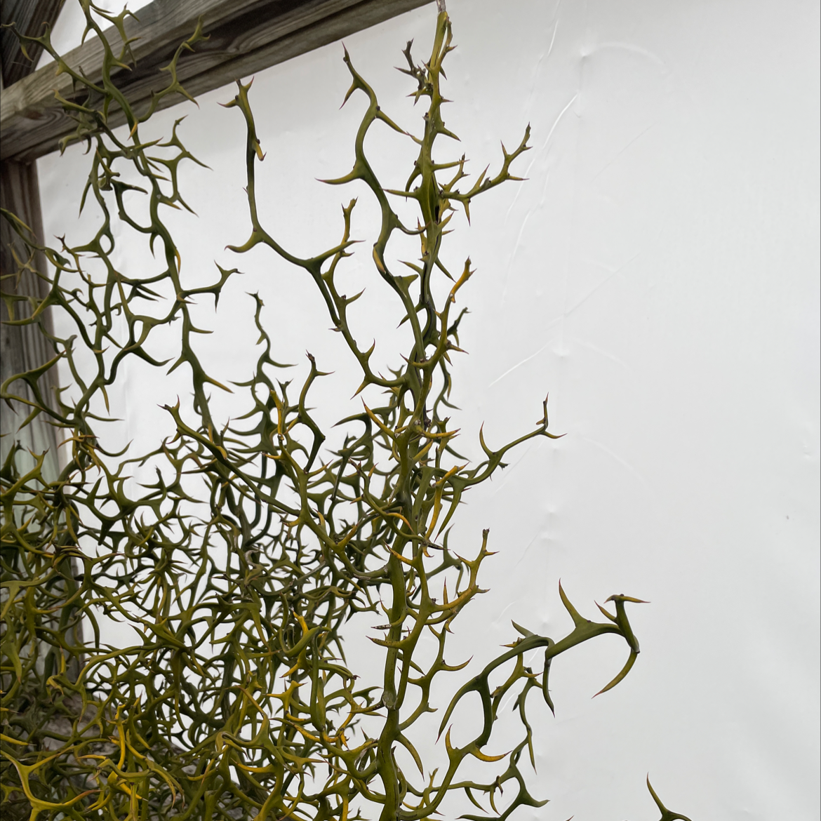 Hardy Orange plant with thorny branches and some yellowing leaves.