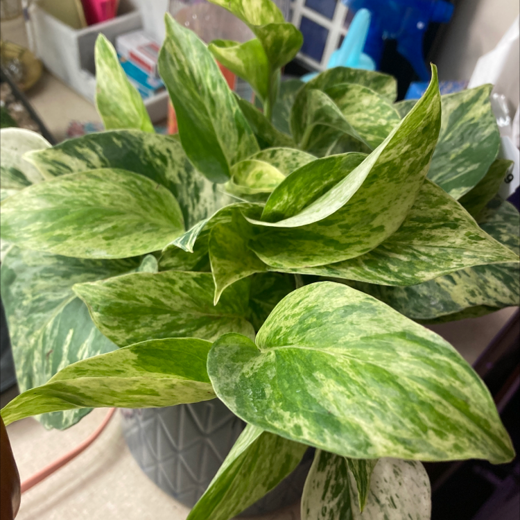 Marble Queen Pothos with variegated green and white leaves in a pot.