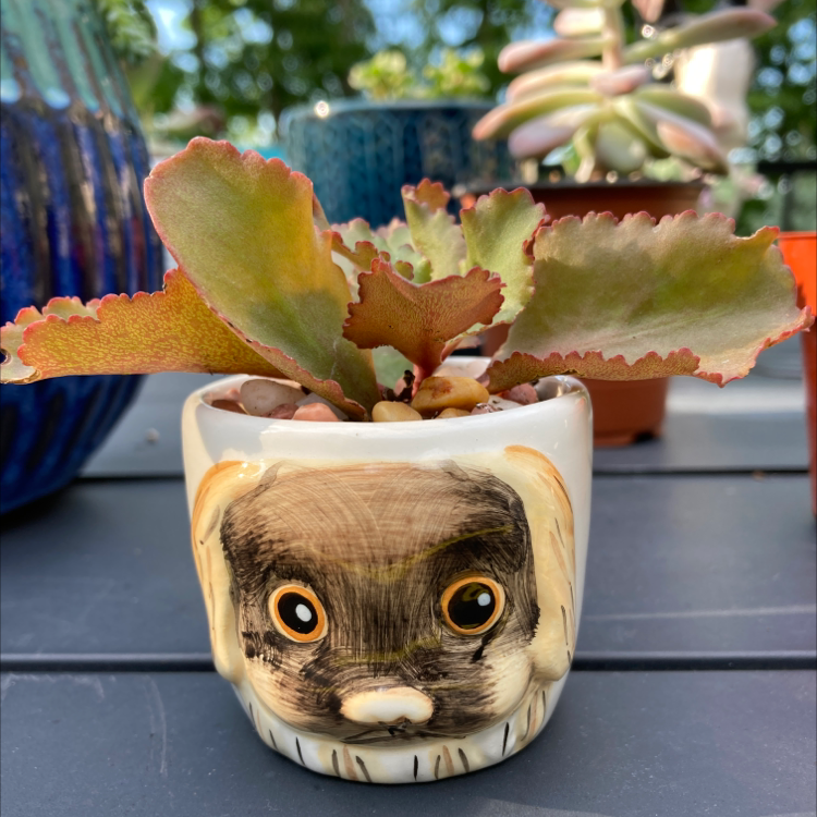 Florist Kalanchoe is Toxic To Humans