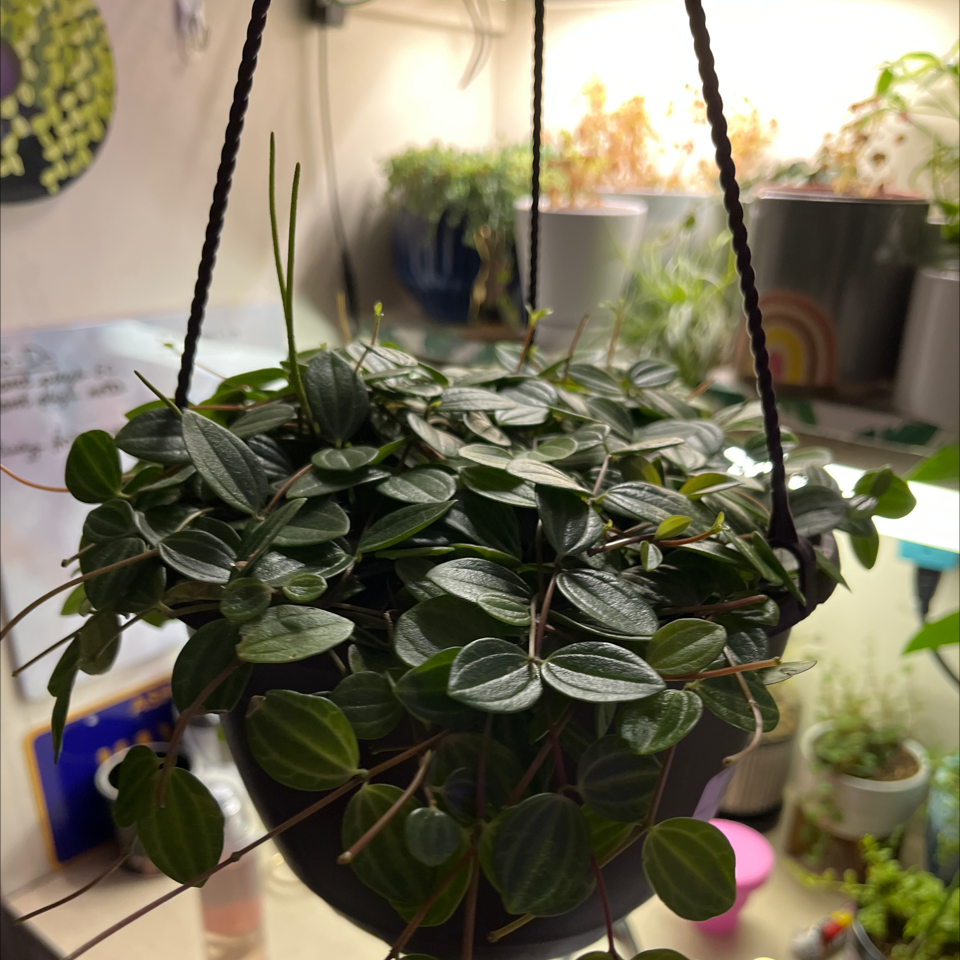 Hanging pot with a healthy Beetle Peperomia plant, vibrant green leaves, background includes other plants.