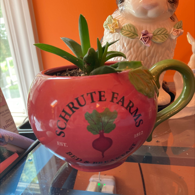 Alworthia 'Black Gem' plant in a 'Schrute Farms' mug, healthy and well-framed.
