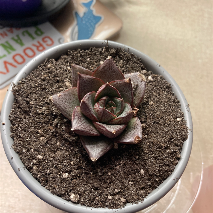 Lipstick Echeveria succulent in a pot with visible soil, well-framed and focused.