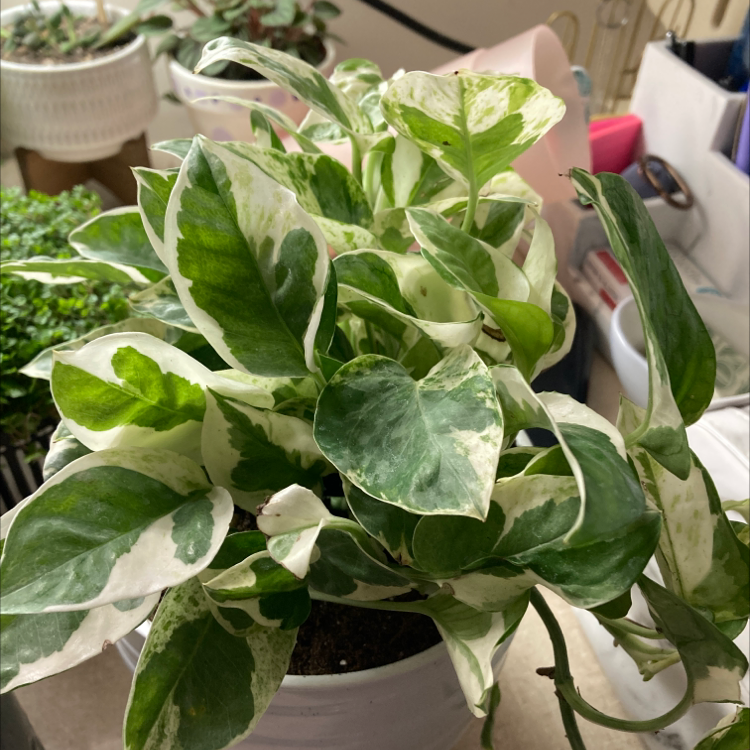 Pearls and Jade Pothos plant with variegated green and white leaves in a pot.