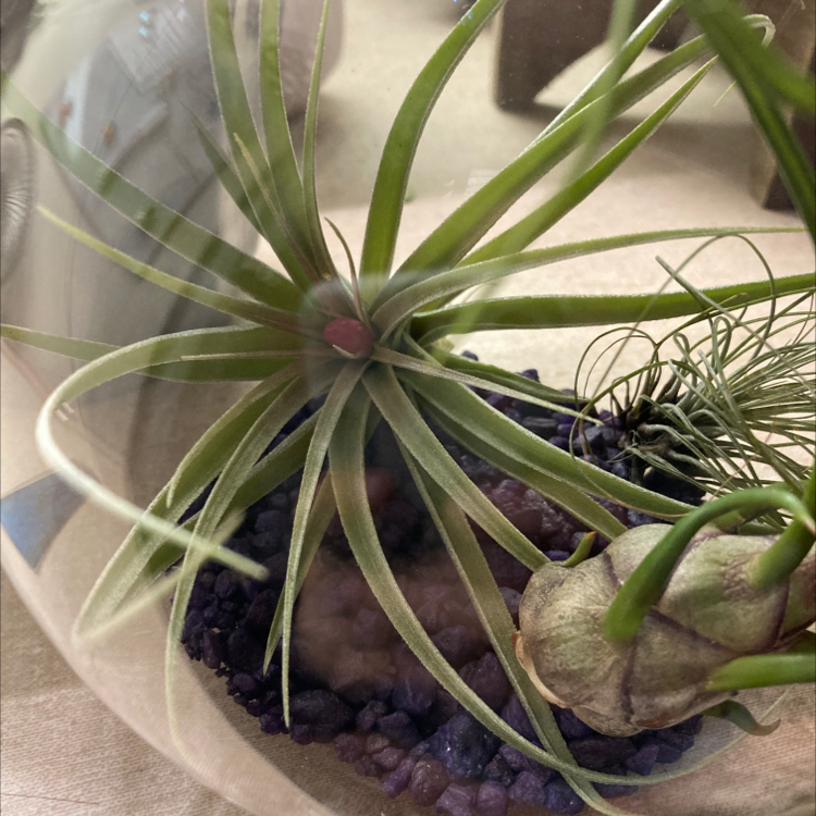 Pink Quill plant (Tillandsia cyanea) in a glass container with purple pebbles.