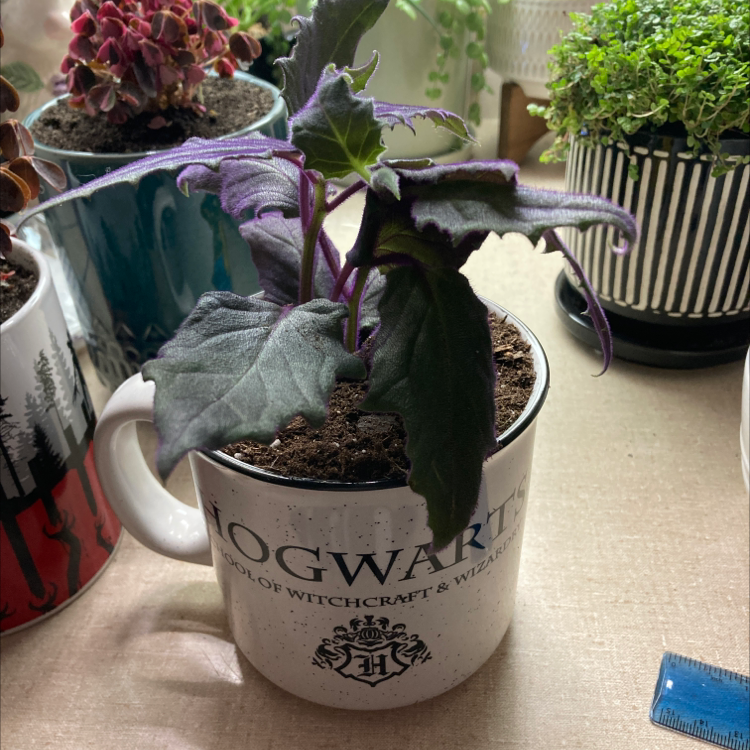 Purple Velvet Plant in a mug with visible soil and vibrant leaves.