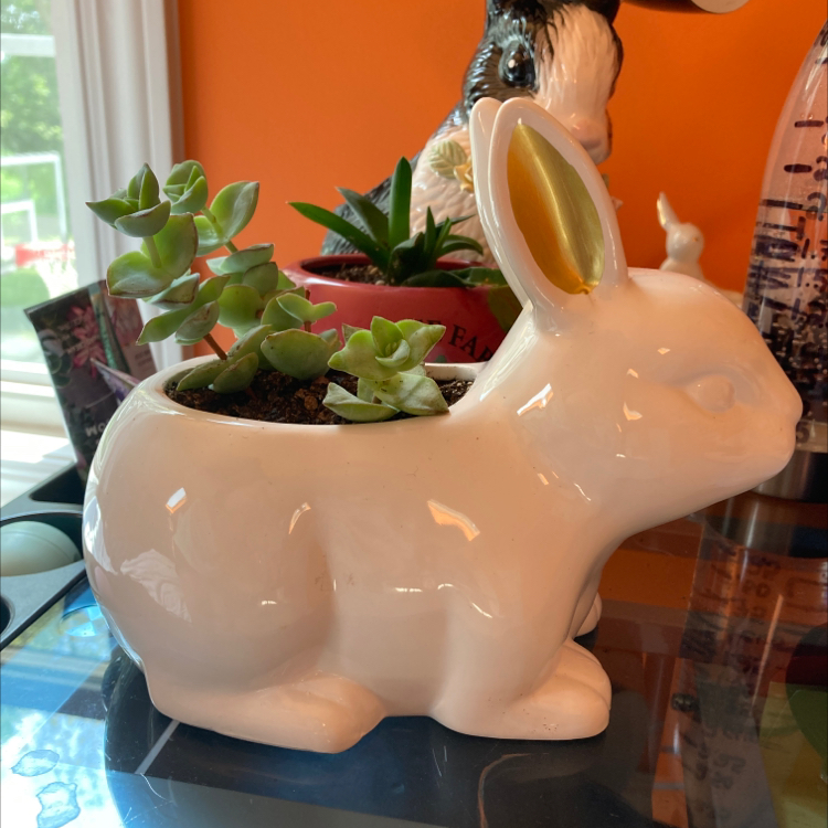A white ceramic rabbit planter filled with healthy looking String of Buttons and other succulents, with a hand visible arranging the plants.