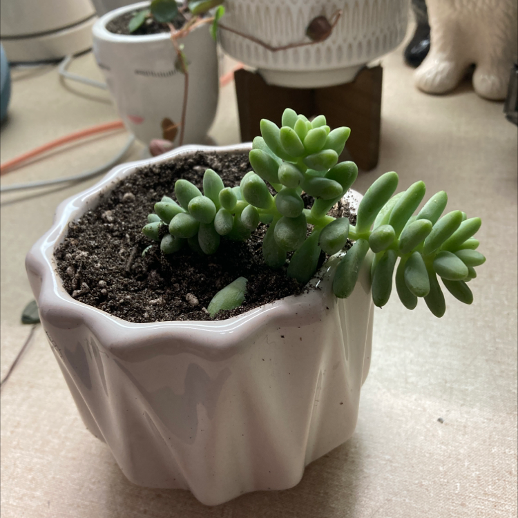Healthy Burro's Tail succulent with plump green leaves trailing from stems in a white ceramic pot, on a light background.