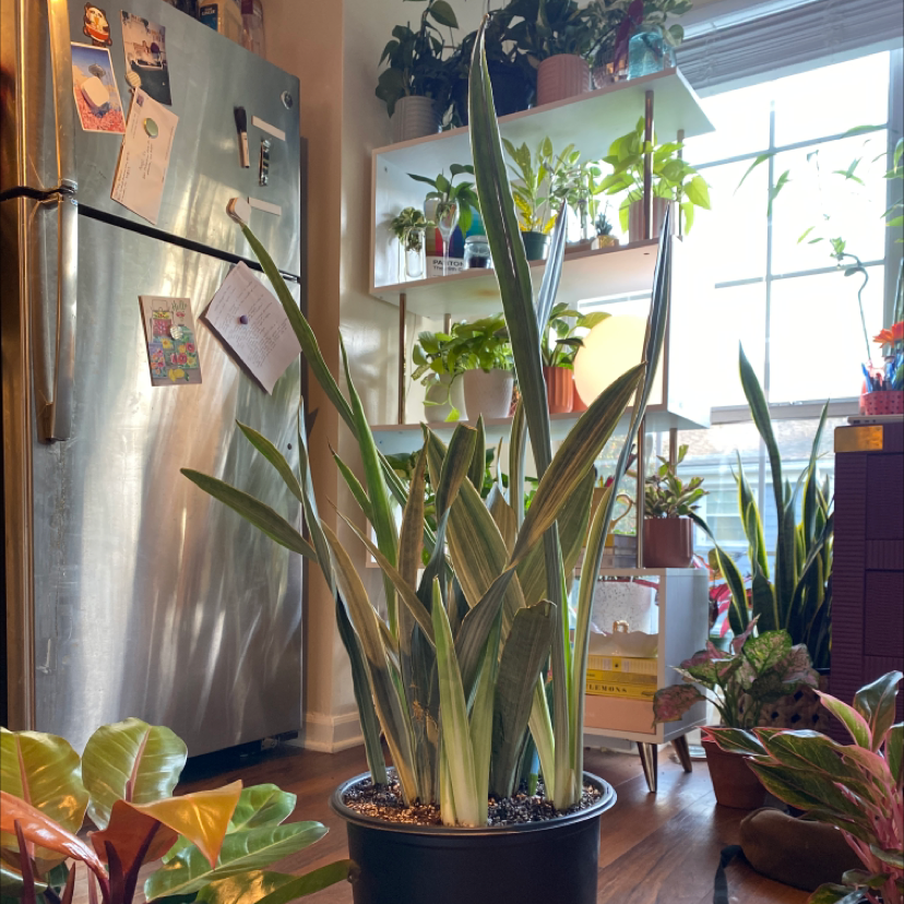 Metallica Snake Plant in a pot indoors near a window, surrounded by other plants.