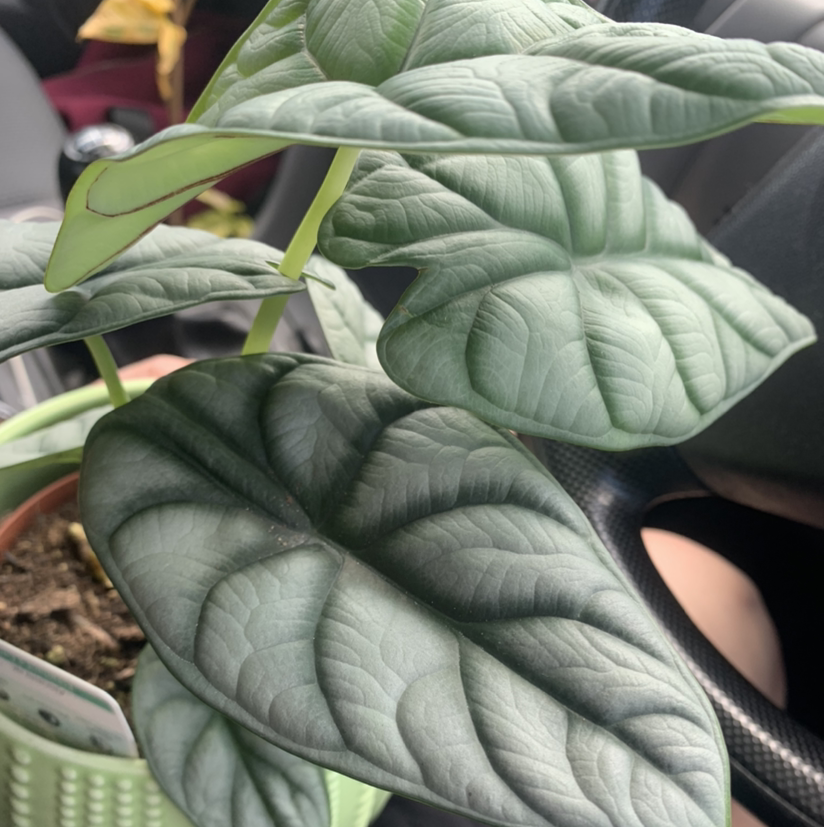 Healthy Silver Dragon plant with dark green, textured leaves in a pot.