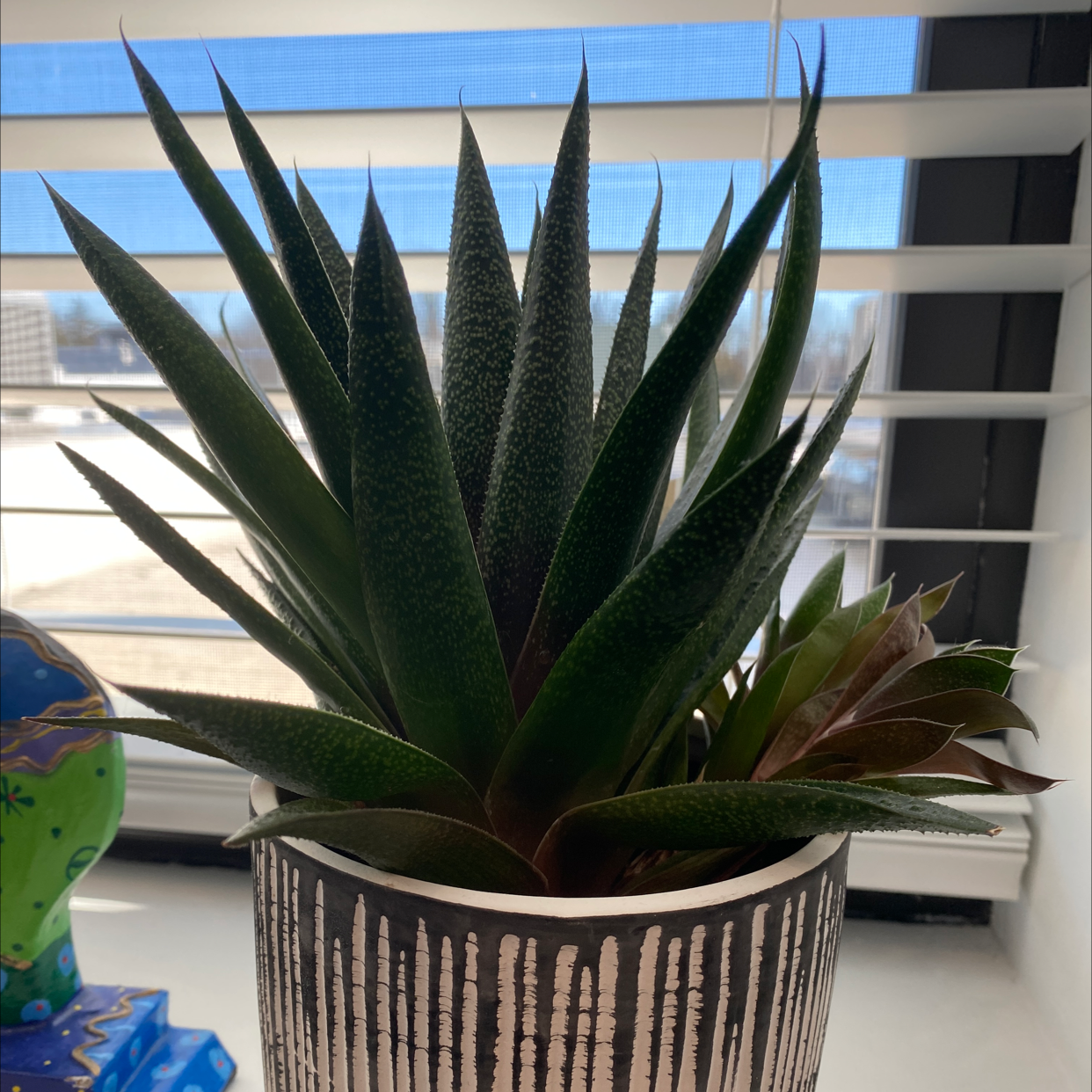 Healthy Bredasdorp Gasteria plant in a decorative pot on a windowsill.