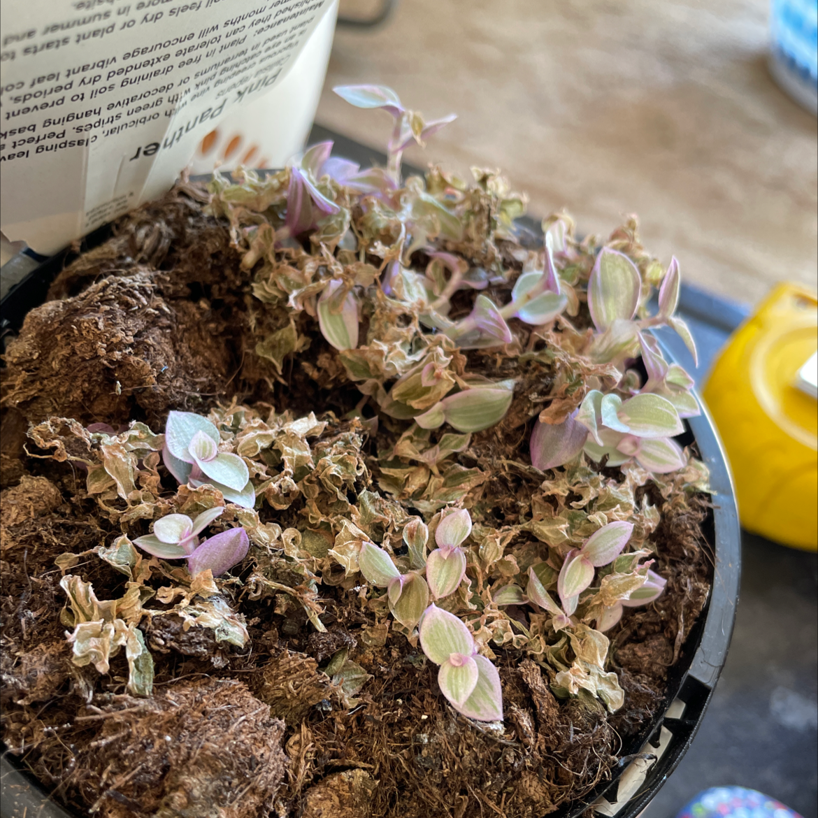Callisia Pink Panther plant in a pot with some browning leaves and visible soil.
